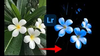 White Flower Editing How To Use Lightroom