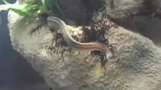 a fish that looks like a snake, Spiny eel, Macrognathus aculeatus