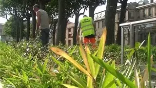 Des chrysopes pour lutter contre les pucerons sur les rosiers de Gambetta :