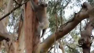 Koala climbing gumtree
