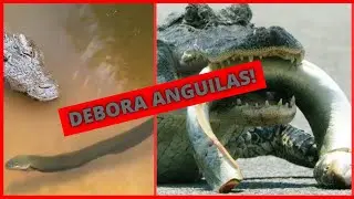 ANGUILA VS CAIMAN, Combate Extremo. &iquest;Qui&eacute;n Ganara?