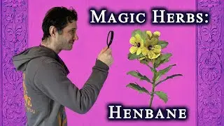 Magic Herbs: Henbane