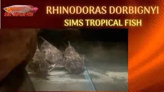 Sims Tropical Fish - Rhinodoras Dorbignyi