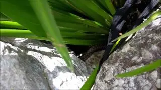 Natrix snake eating a frog in my koi pond