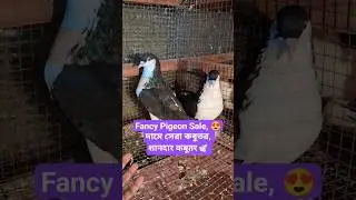 Fancy কবুতর For Sale 🕊 | Wow 😍 #pigeon #pigeonlover #birds #ytshorts #youtubeshorts
