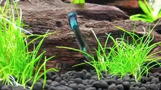 Cherry Shrimps New Tank Mates 30 Blue Moscow Guppies xxx