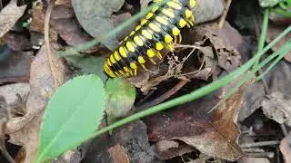 Black and gold flat millipede