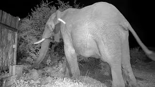 An Elephant Close-Up at Rosie's Rock Cam