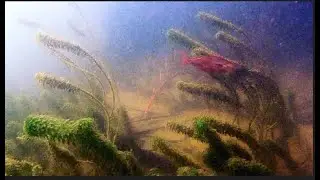 Glossolepis incisus shoaling amongst Hydrilla verticillata