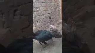 java Aseel Indio gigante astro gem #indiogigante #rabbitdoctors #smallbusiness #birds #hatchingchick