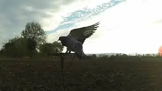 Chasse a la palombe