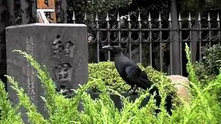 谷中霊園 Yanaka Cemetery in Ueno, Tokyo, Japan