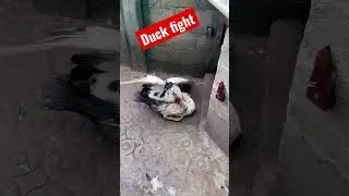 #Duckfight #duck #fight #birdwatching #survivor #of #the #biggboss