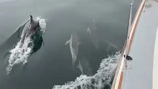Dolphins 22 July 2022 from Fulmar Concerto