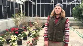 American Naturalist