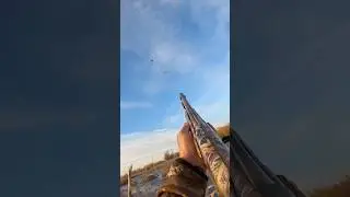 Can&rsquo;t get an easier shot than this ! ;-) #duckhunting #waterfowl #hunting #shotgunlife #wildlife