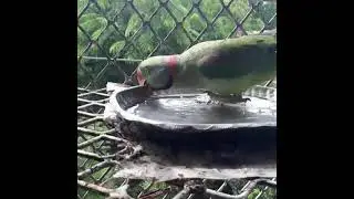 Parrot drinking tap water
