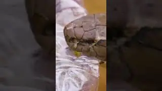 Milking adult king cobra for its venom!  #nature #shorts #animals #wildlife #kingcobra