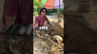 Sulturtle Morning Routine 🌿🐢 #PetRoutine #TortoiseTime #SulturtleShorts