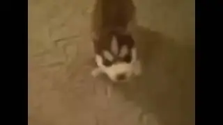 Real Talking Dog Swears!!!! ( Fuck)