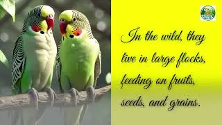 What Makes the Rose-ringed Parakeet So Popular Around the World?