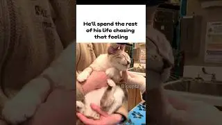 Relaxed Cat