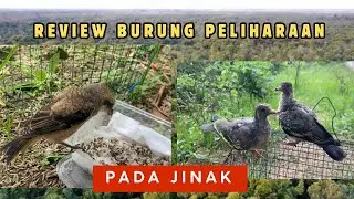 Review of Adopted Birds: Hornbill and Clouded Leopard. These are Endemic Species of the Kalimanta...