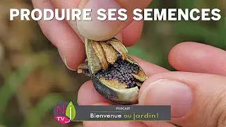 GRAINES : FAUT-IL OU PAS LES R&Eacute;COLTER POUR EN FAIRE DES SEMENCES ? LES AVIS DE PATRICK ET ROLAND