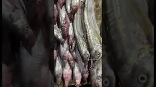 #food #fishshorts#shorts#youtubeshorts#viral#trending#reels#satisfying#amazingfish