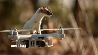 BREAKING NATURE NEWS Mauswiesel