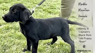 Honey's Black MALE Lab Puppy 