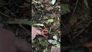 Compostera de madera