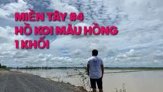 MIỀN TÂY #4 - HỒ KOI MÀU HỒNG 1 KHỐI || CÁ KOI VLOG TRẦN ĐỨC CƯỜNG