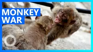 Соперничающие банды обезьян сражаются за банан &mdash; TomoNews