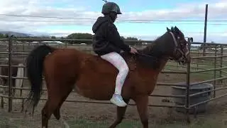 Molly is an adorable 13-hand, 16 yr old Arab Pony Mare