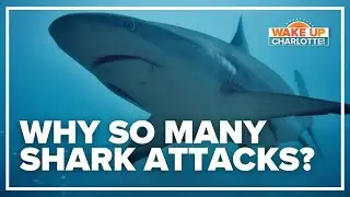 Why could recent shark attacks in the U.S. be a case of mistaken identity?