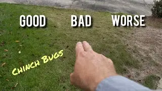 How to identify CHINCH BUG damage in zoysia grass