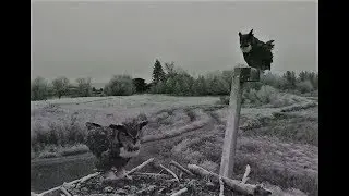 A pair of Great horned Owls meet up and hoot to eachother 2018 11 21 18 46 18 224