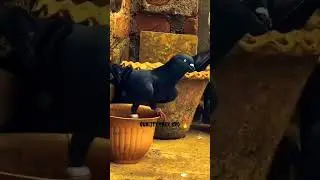 #kabutar #pigeon #short #viral #video #youtubeshorts #kabutar #pigeon #bird #video #like #subscribe