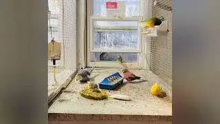 Quick view of the birdies eating their breakfast