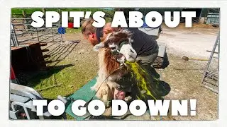 LLAMA SPITTING!! 💦 | Shearing Rosie ✂️