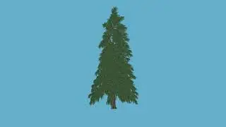 GREEN SCREEN ABIES FRASERI TREE