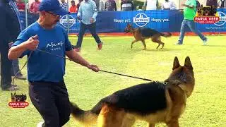 Aligarh Dog Show | German Shepherd Ring | Best Dogs & Fair Judging 🐾