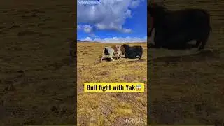 Bull vs yak | Bull defeated yak #viral #shorts