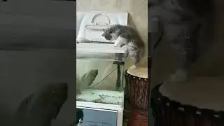 Non-vegetarian fish !