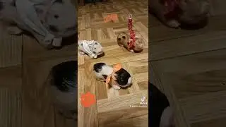 Wii pull for the Clemson tigers #piglet #stopmotion #clemsonfootball