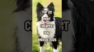 Top 2 Cheapest Dog Breeds in 2025 🐶💰 | Budget-Friendly Pets #shorts #dogfacts