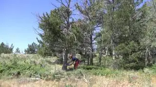 How to regenerate an aspen stand on your property - Barnyards & Backyards