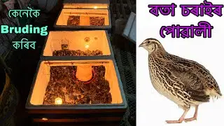Qual Bird ৰ Bruding কেনেকৈ কৰিব লাগে । Nagaon quail bird Farm | Assam bota sorai Farm