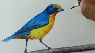 Como desenhar um passarinho Gaturamo verdadeiro PASSO A PASSO narrado